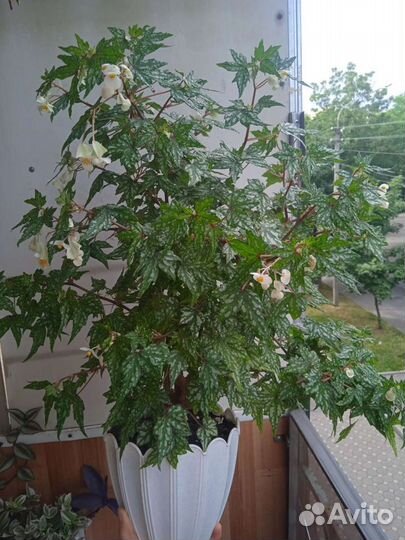 Бегонии Кейн и другие