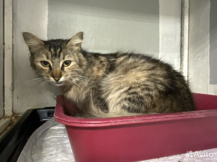 Помогите спасти кошечку, кошечка в дар