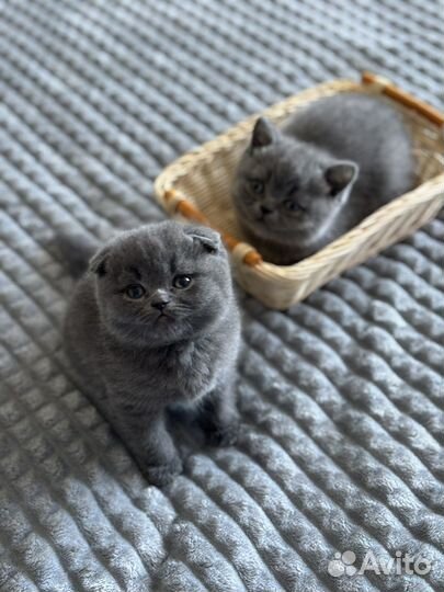 Британские котята