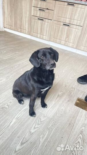 Отдаю маленького песика Толика в добрые руки