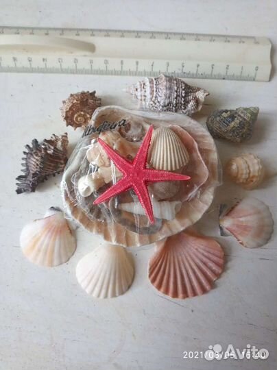 Ракушки Атлантики