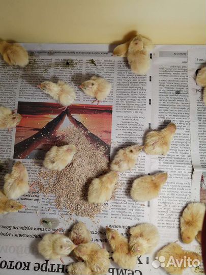 Перепелиное пищевое и инкубационное яйцо