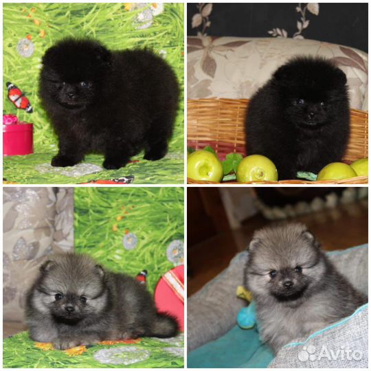 Померанский шпиц
