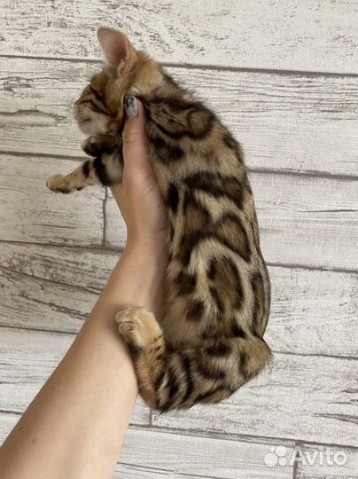 Бенгальские котята
