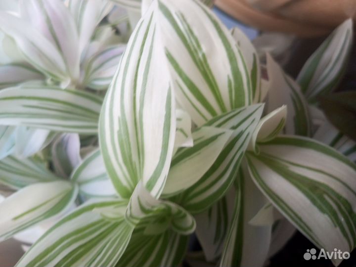 Традесканции разные своя коллекция