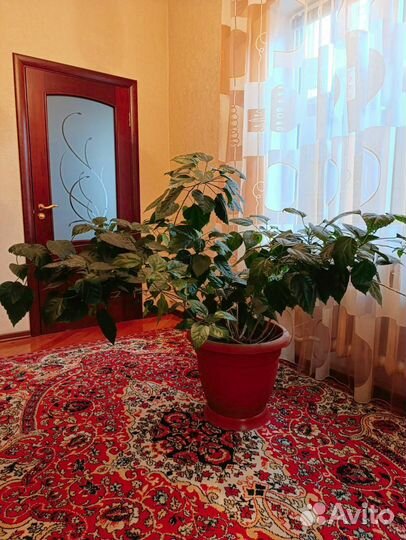 Китайская роза