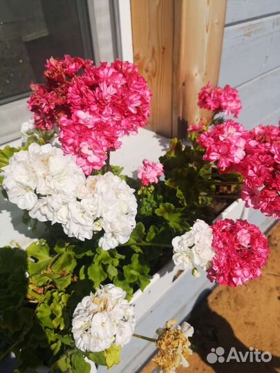 Пеларгония герань