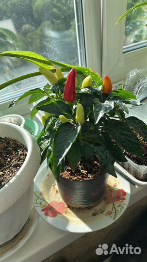Перец комнатный острый декоративный