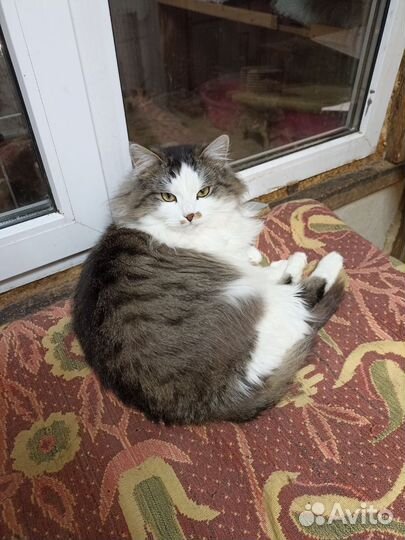 Котик Виконт