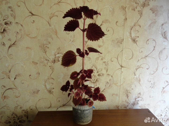 Колеус (крапивка)