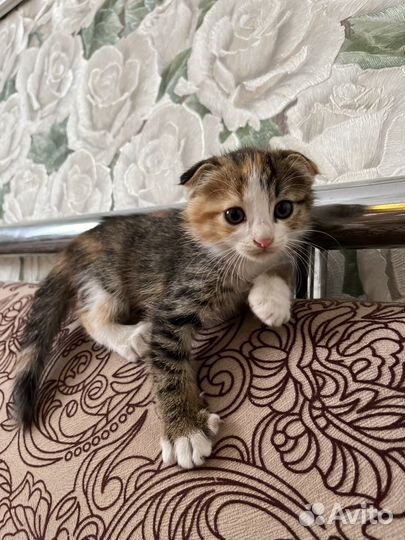 Шотландская вислоухая кошка