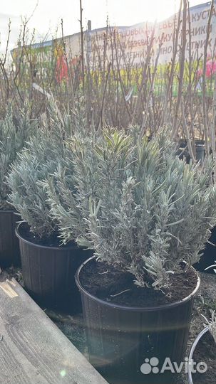 Саженцы яблони Мельба