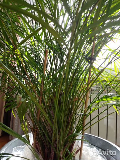 Пальма Арека хризолидокарпус