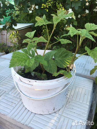 Малина красная. Саженцы