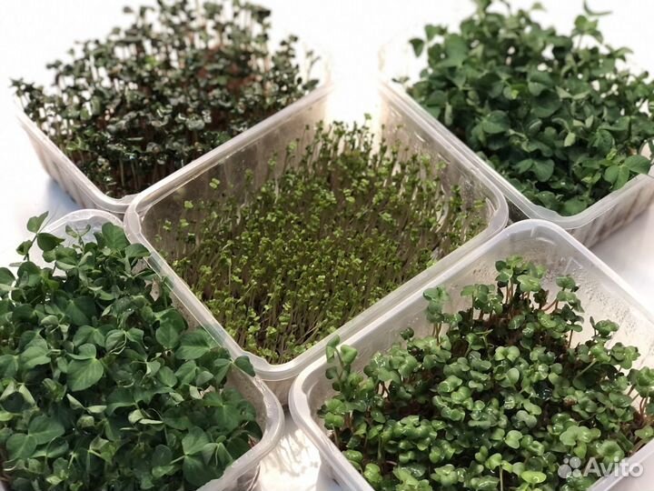 Микро-зелень и пшеница