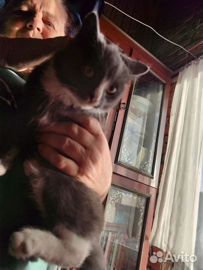 Кошки в добрые руки