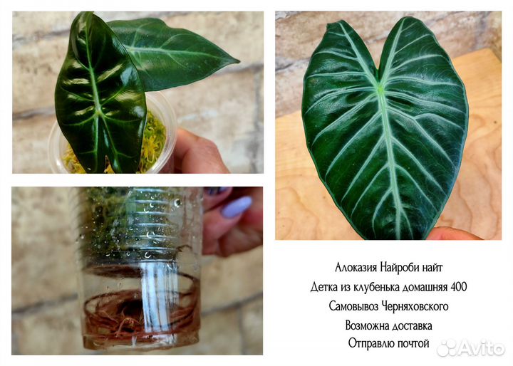 Детки алоказий