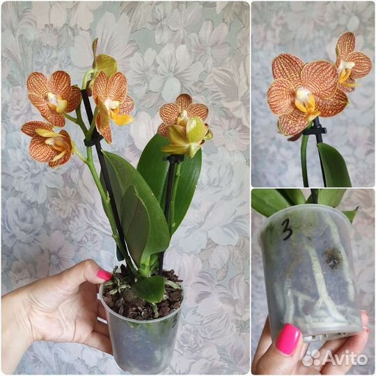 Орхидея фаленопсис Литтл Зорро