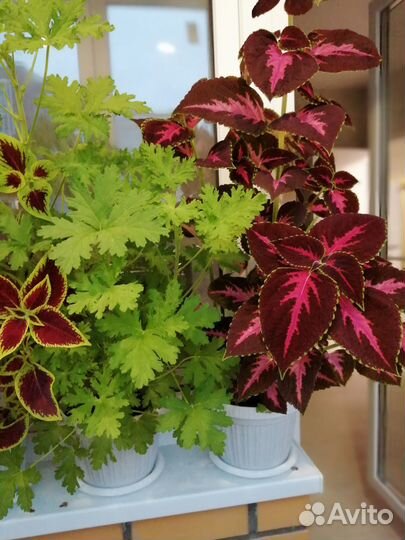 Пеларгония (герань) душистая