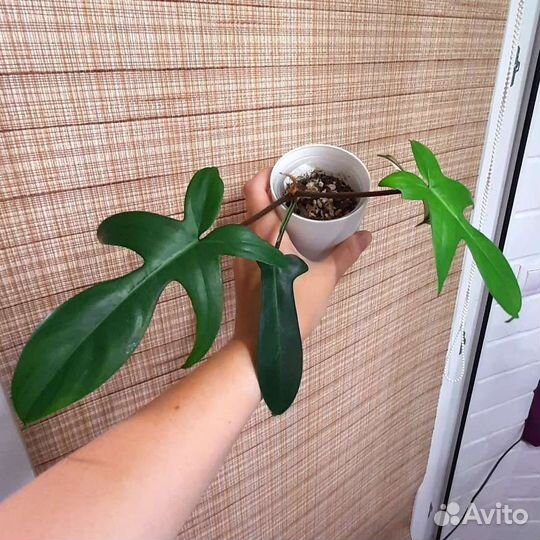 Ароидные часть 2