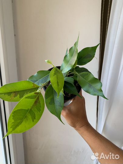 Фикус Бенджамина