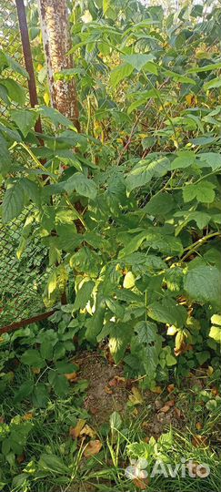 Саженцы желтой малины