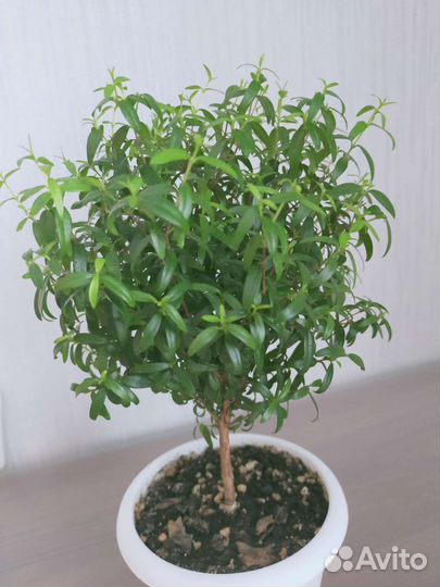 Комнатные цветы Мирт
