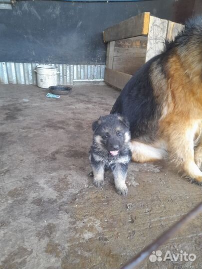 Немецкая овчарка