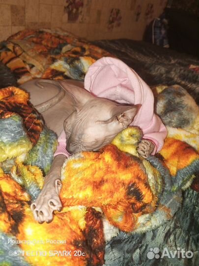 Донской сфинкс вязка