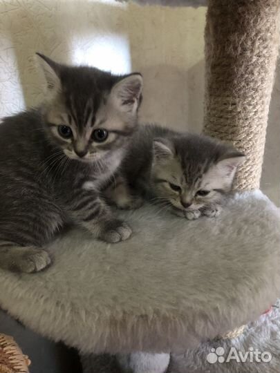 Малыши Бриташки