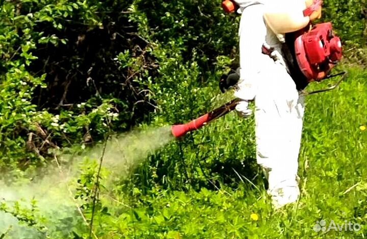 Уничтожение клопов тараканов грызунов блох плесени