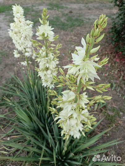 Юкка нитчатая