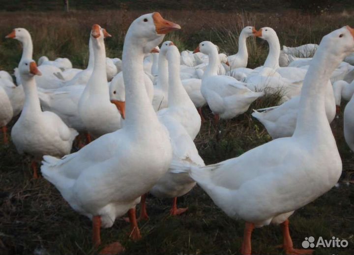 Гусята линда чистокровная и Ваньси