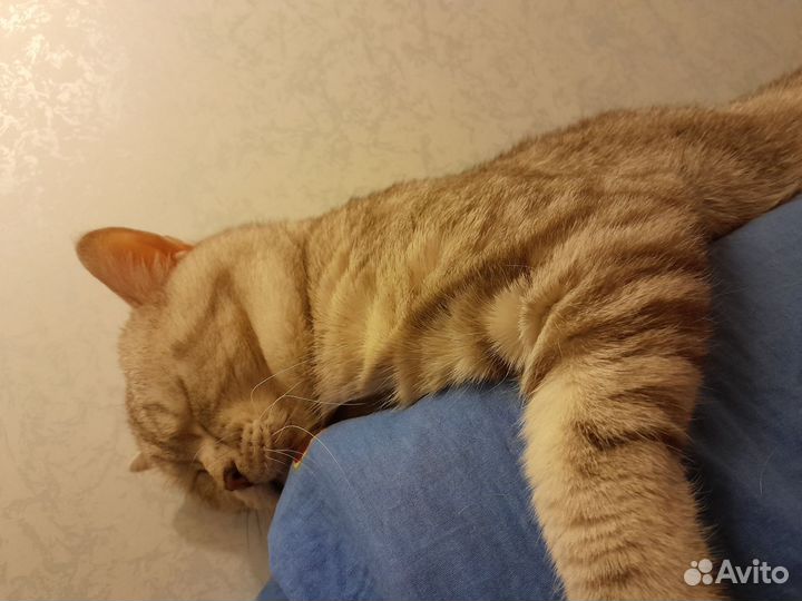 Шотландский кот вязка