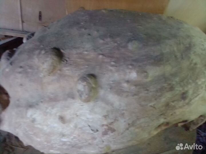 Кап березовый