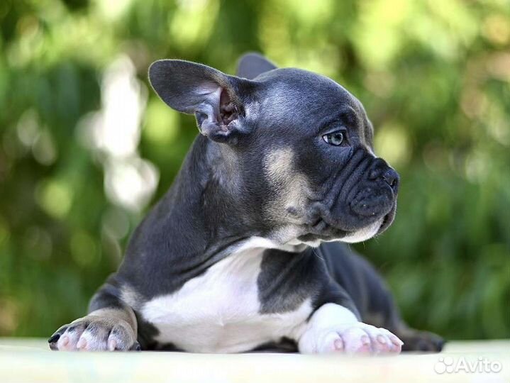 Щенок Американского Булли экзот