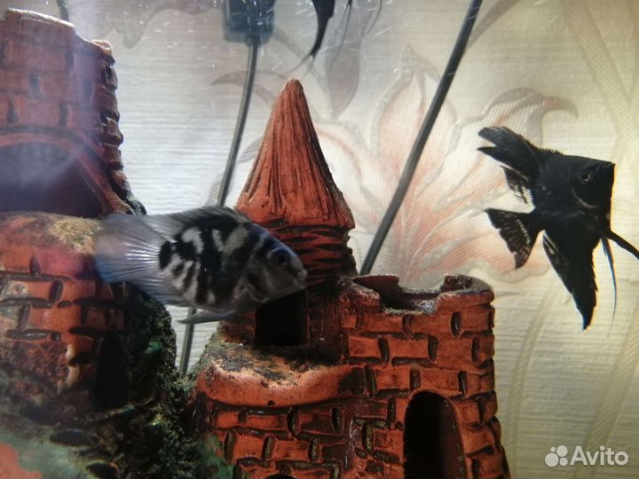 Аквариумные рыбки