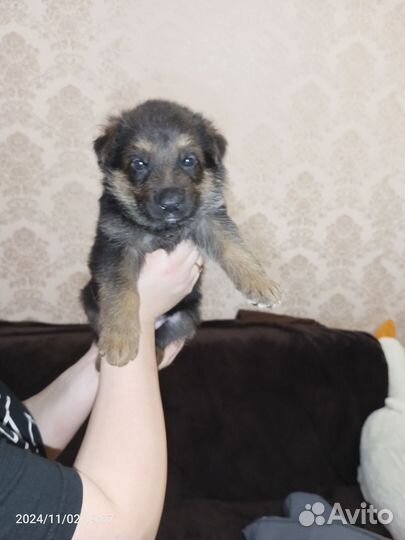 Щенок немецкой овчарки