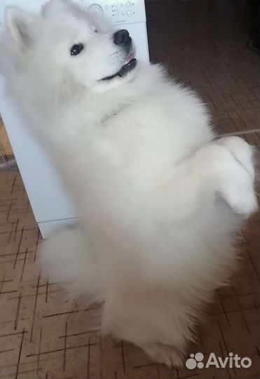 Передержка собак