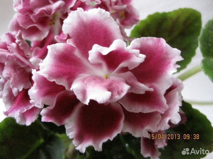 Фиалки-стандарты:черенки с детками,детки,стартеры