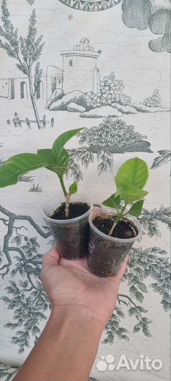 Табернемонтана