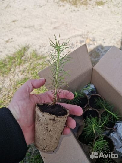 Сеянцы сосны зкс в розницу