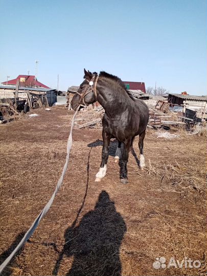 Продажа лошадей