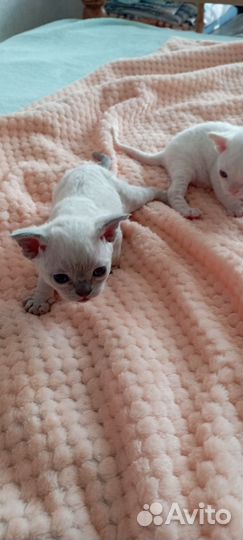 Котята Девон-рекс