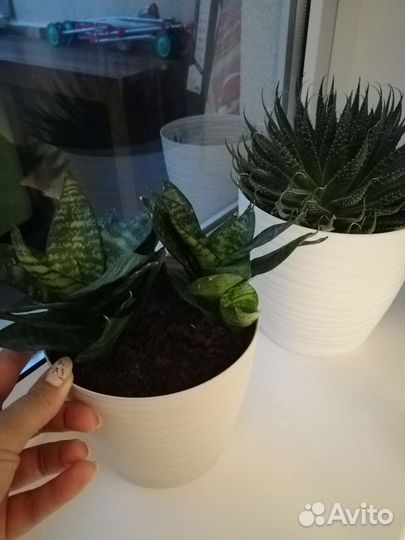 Сансевиерия