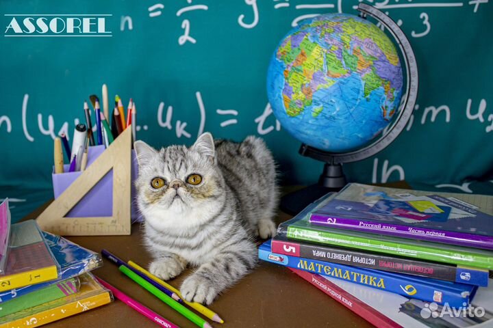 Котята экзоты