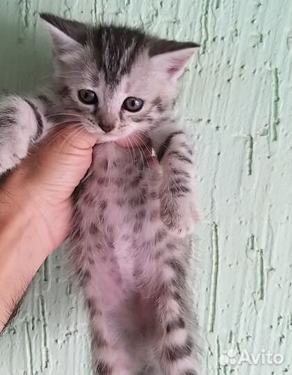 Котята 1.5 месяца