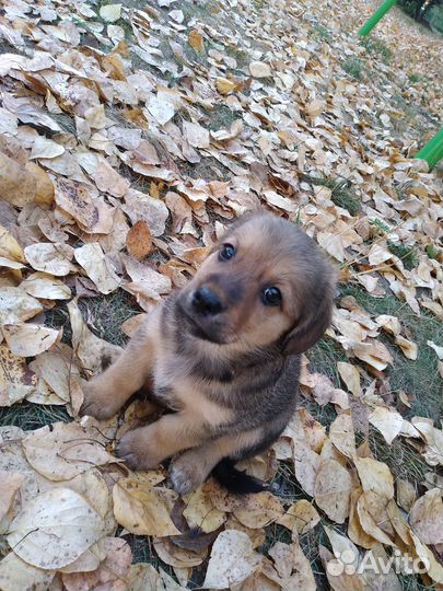 Щенок в добрые руки