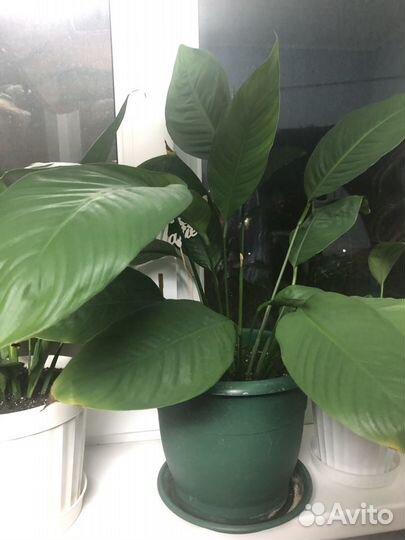 Комнатные цветы