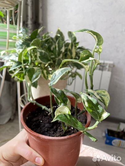 Сциндапсус